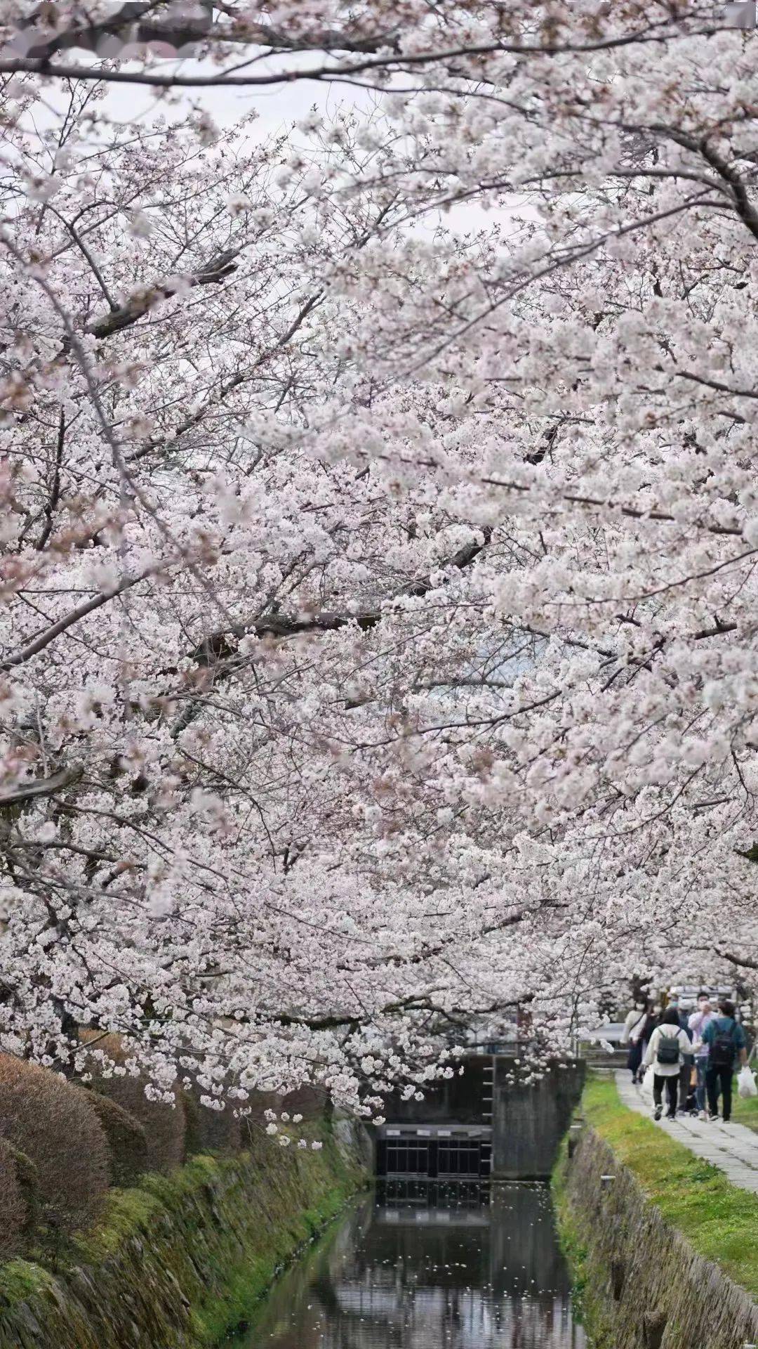 松尾芭蕉 樱花图片