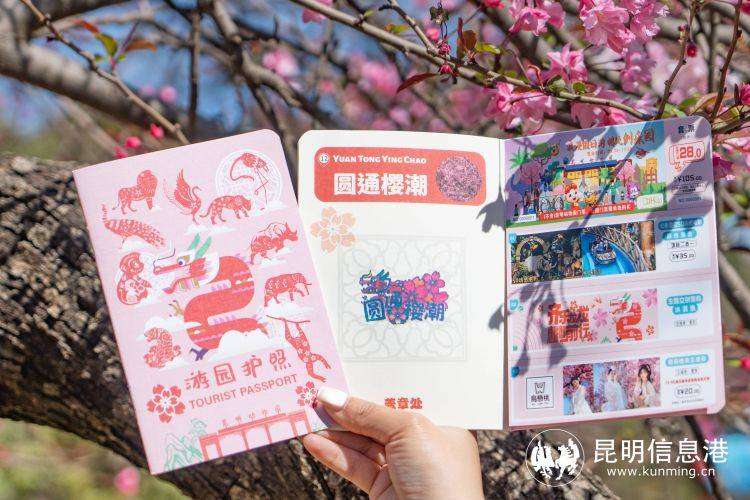 昆明市第二十四届樱花节开幕 "樱花 "开启春城赏樱新体验