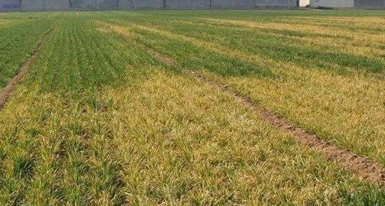 警惕小麦黄花叶病_发展_发病_黄化