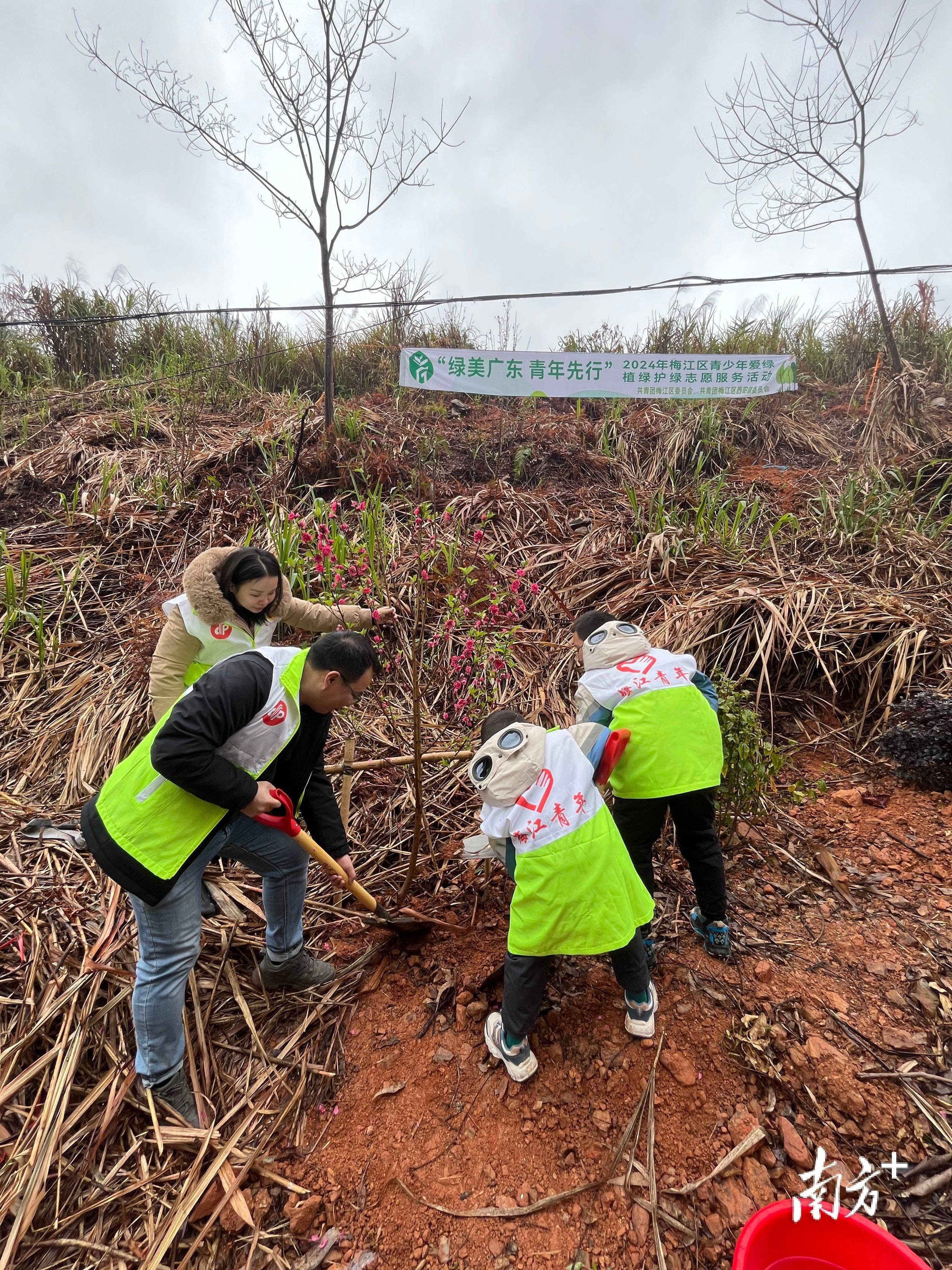梅江区首批认捐"绿美青年林"种植完毕_活动_树苗_西阳镇