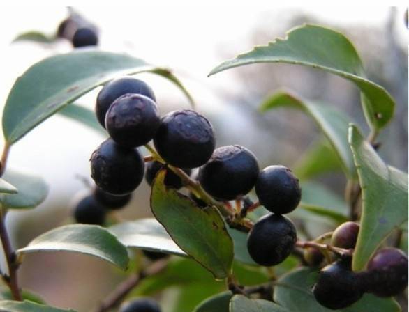 吃过15种以上的是山精!_味道_果实_野果