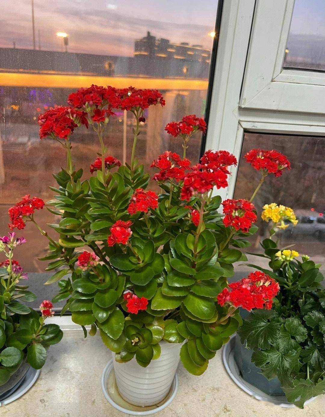 养长寿花,做3点,花苞多花朵大花期长,一年四季开花,喜庆洋气_繁殖