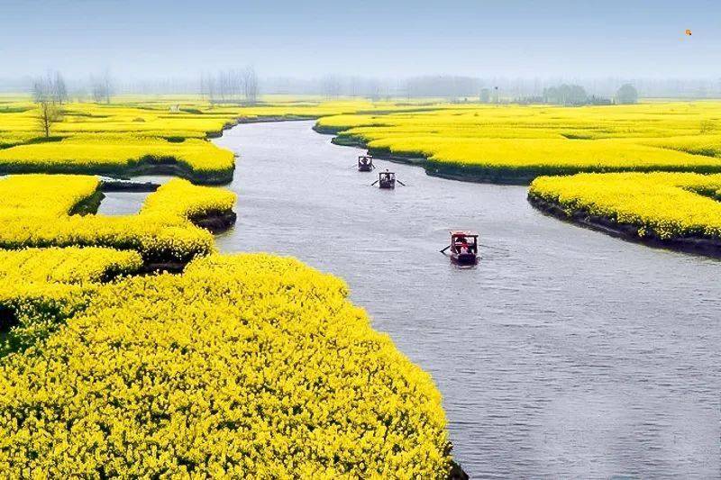 清明3日|又见61江南c61扬州乌镇|烟花三月下扬州の兴化油菜花