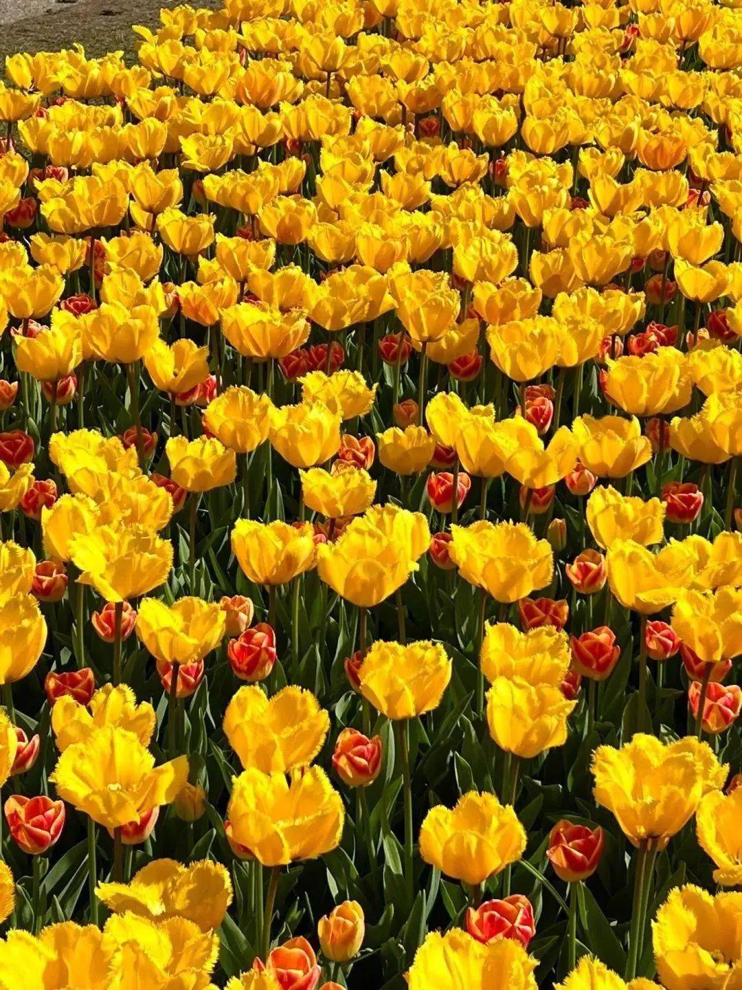 全球花海开始内卷啦郁您相约欧洲美到窒息的春光与花海