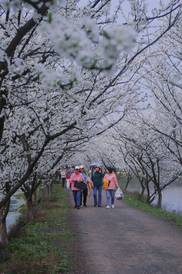 乐山沙湾樱花基地图片