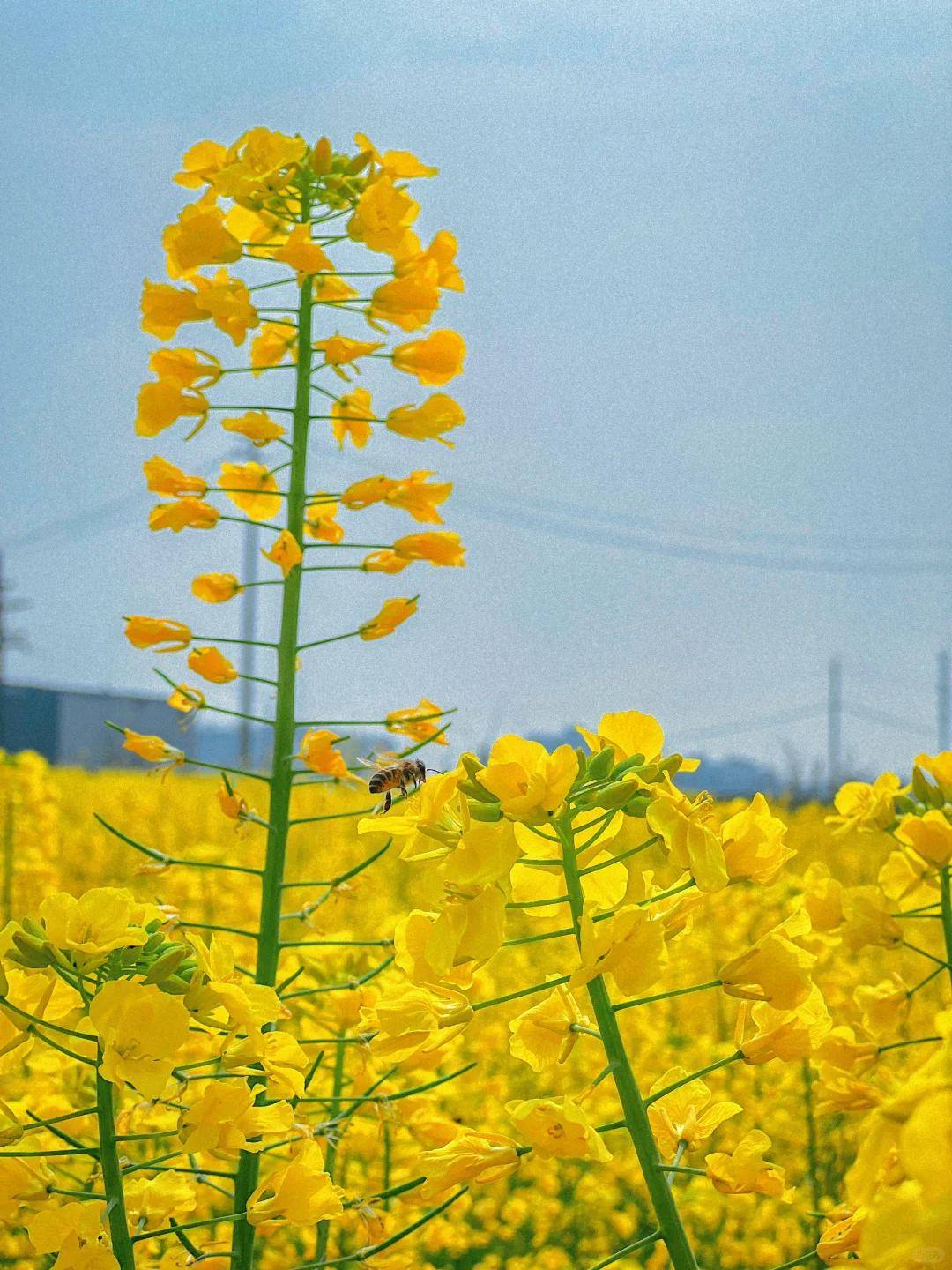 成都冉义镇油菜花图片