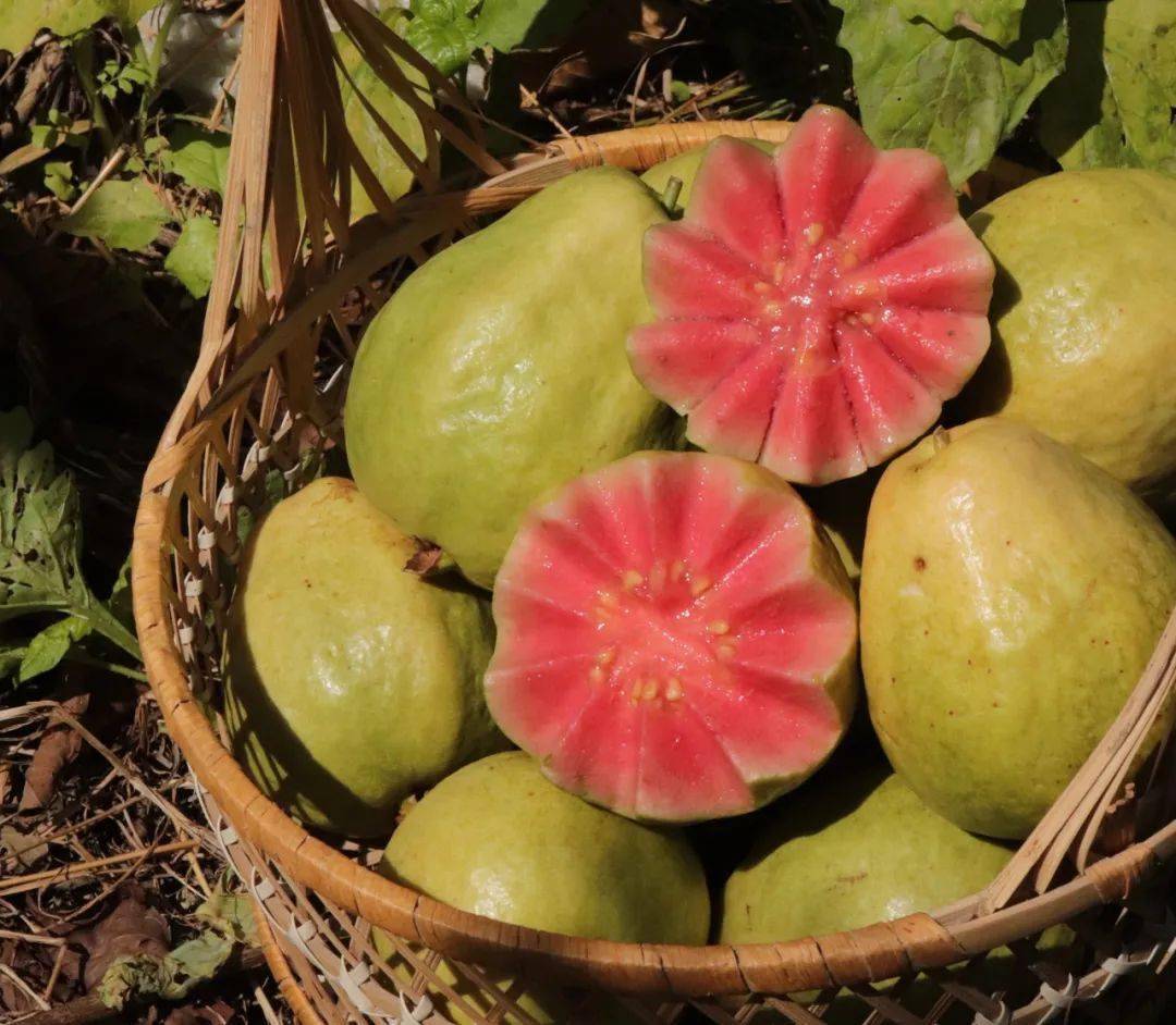 芭乐_果园_口感