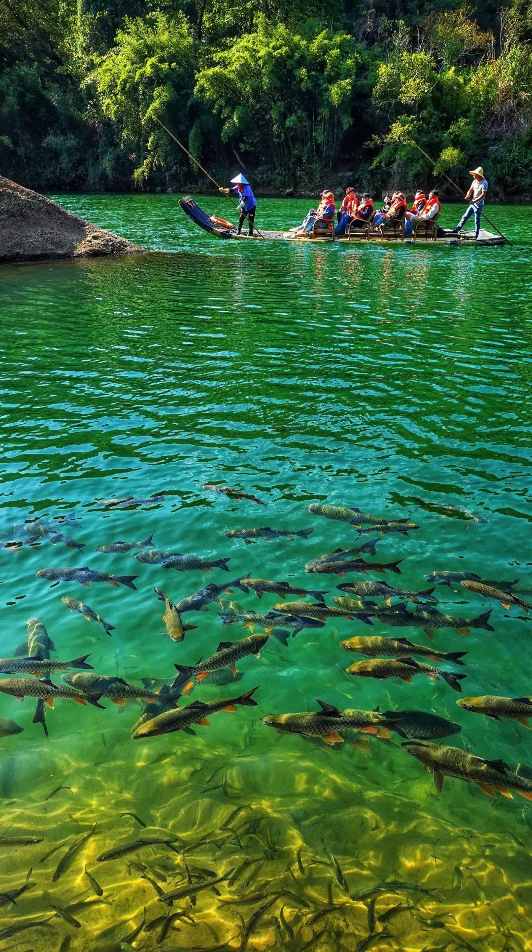 来大武夷赏春光