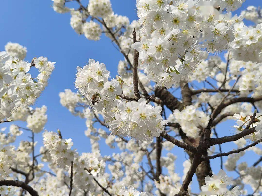 西乡樱桃花图片