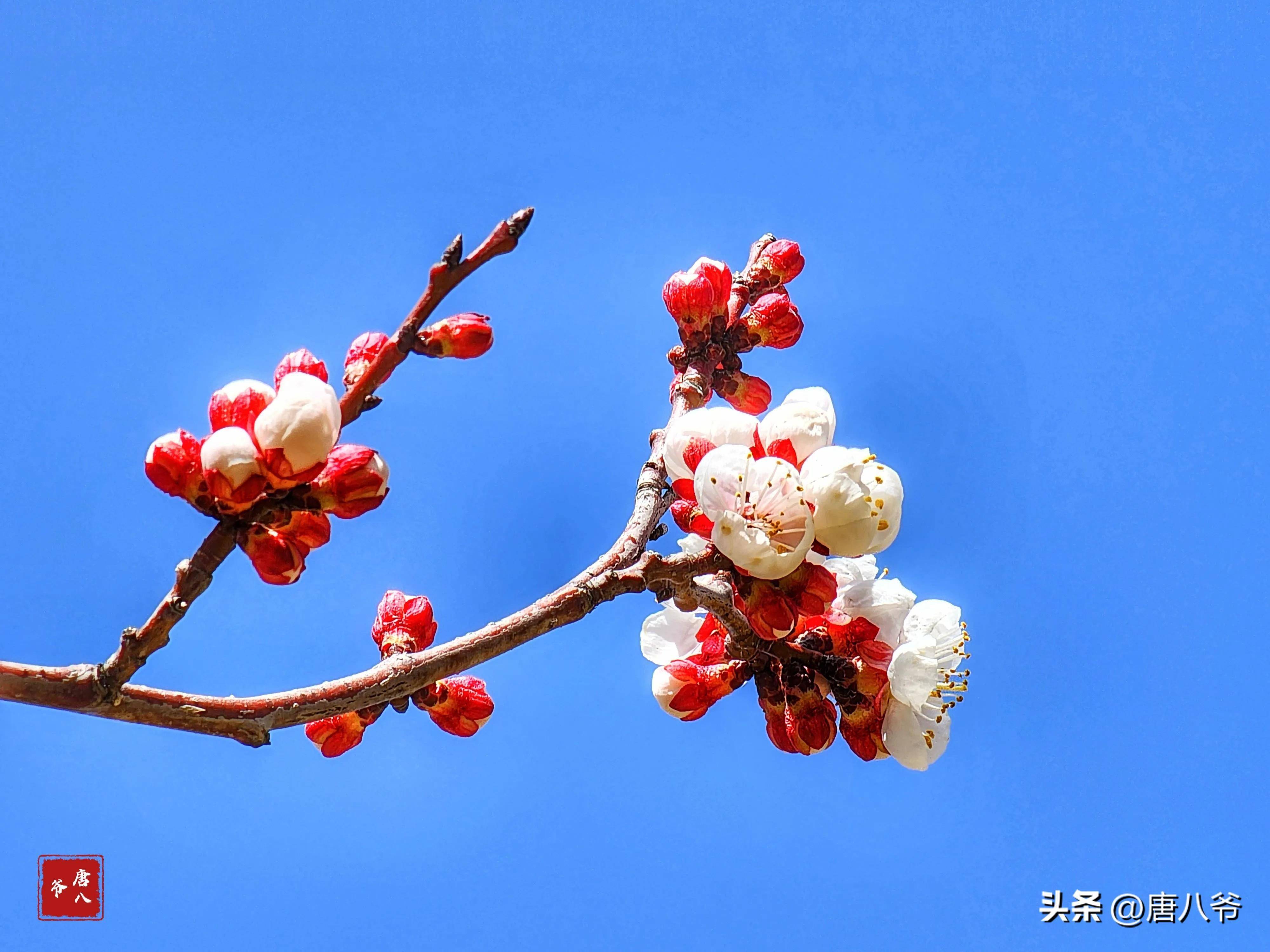 花香随风飘散