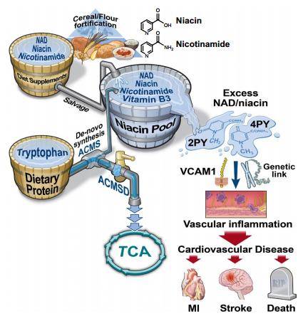 图2:烟酸代谢物2py和4py与vcam-1表达增加和残余心血管事件风险相关
