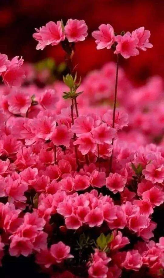 阳春三月鸟语花香