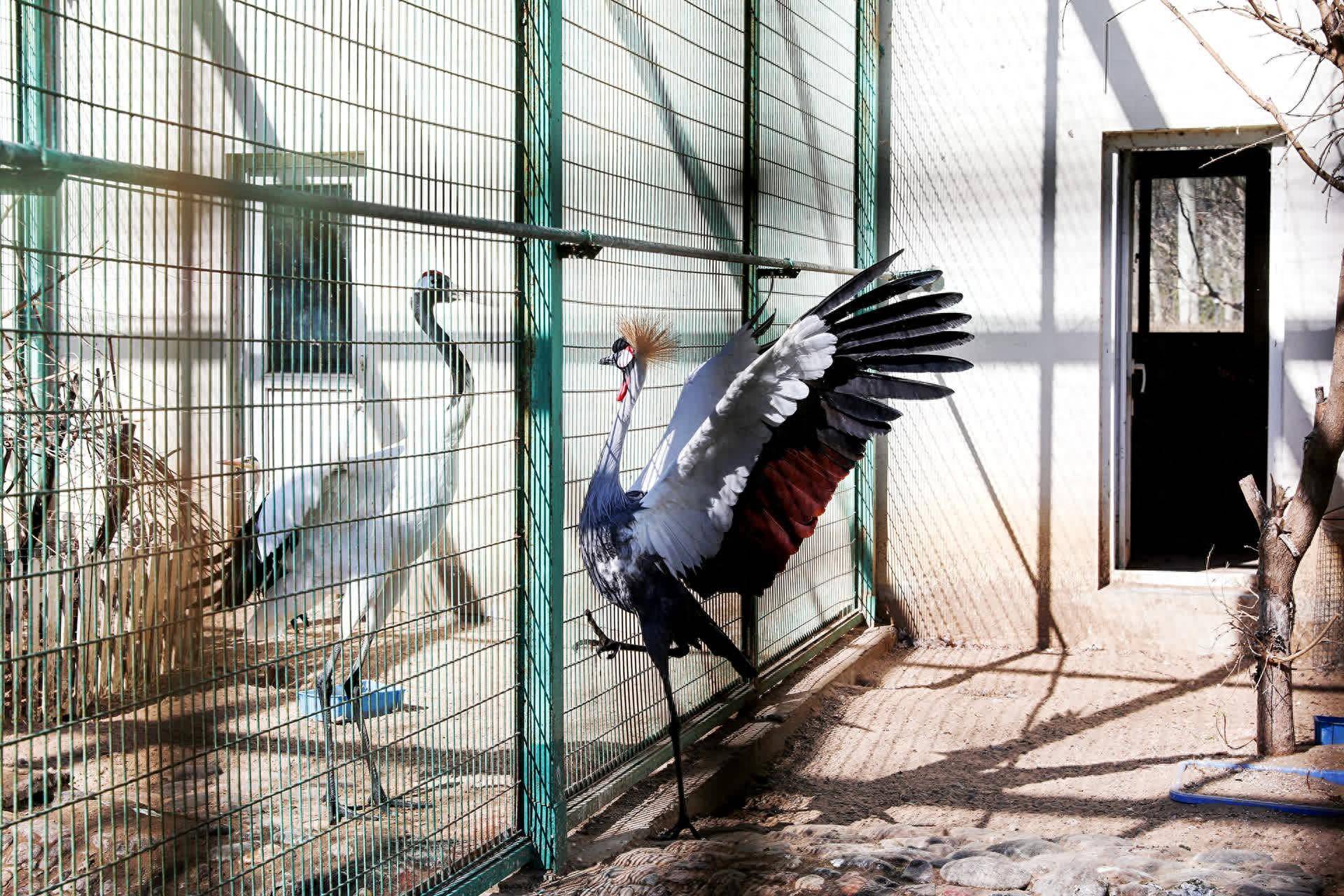 北京正构建智慧保护体系_监测_全市_生物