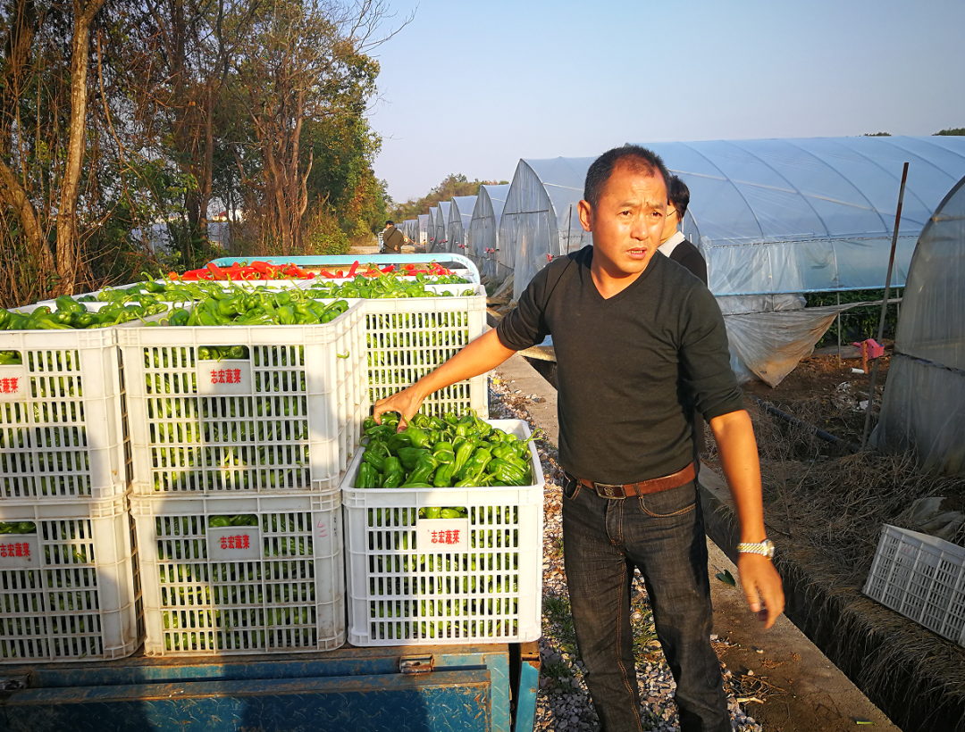 黄山新农人陈志斌科技赋能做菜农的致富领头人