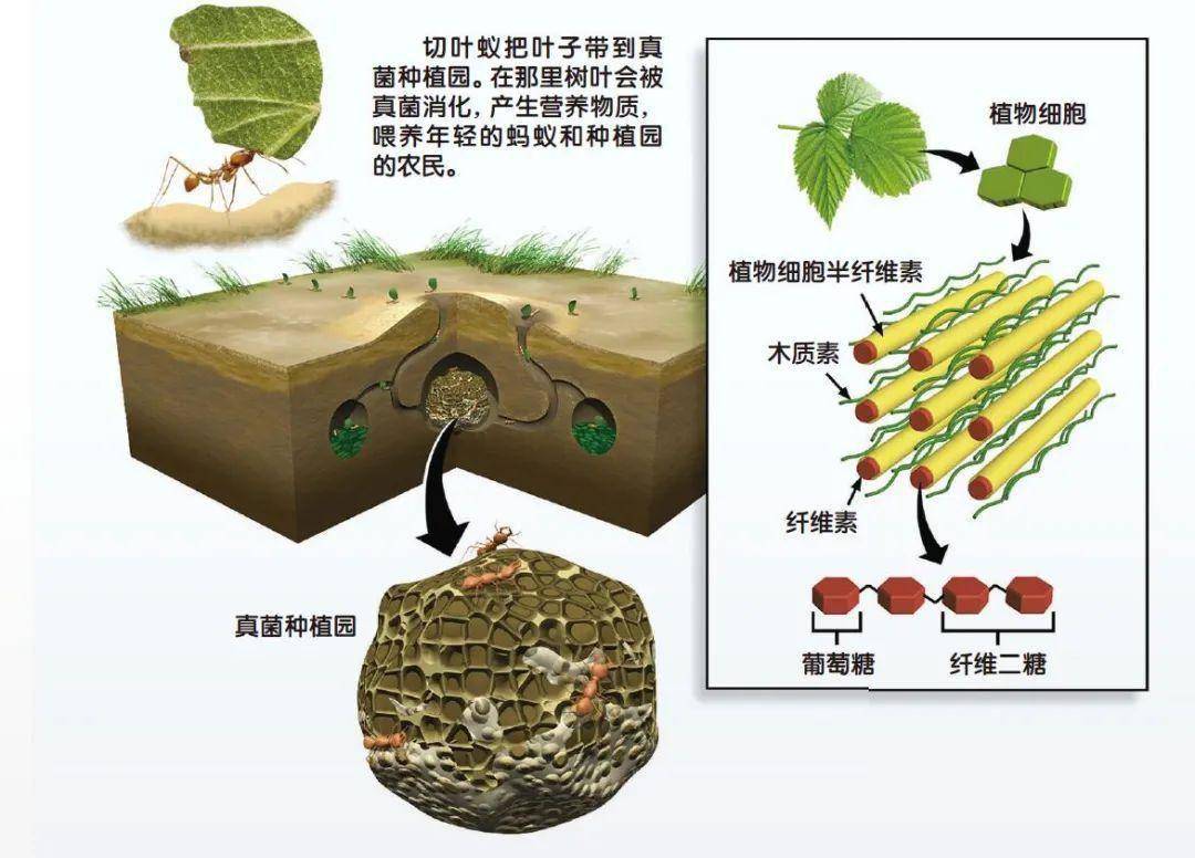 建造地下温室的农夫——切叶蚁_真菌_蚂蚁_种植园