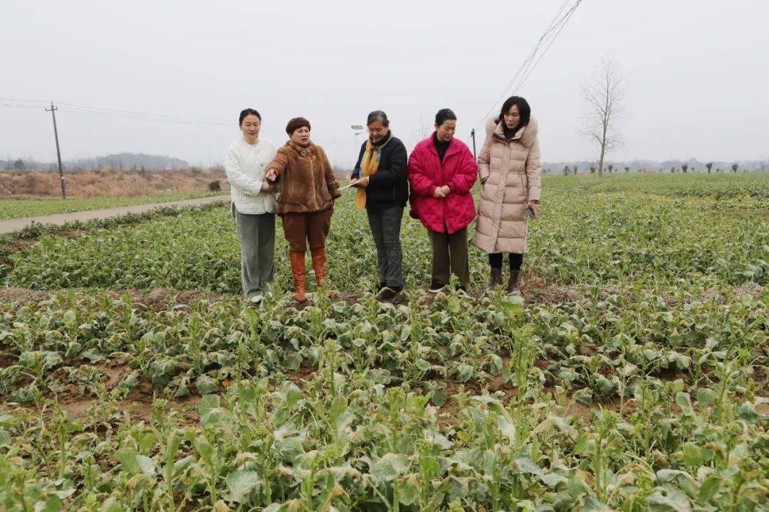 高龙种养殖专业合作社位于金牛镇高河村,合作社负责人卢春兰承包有山