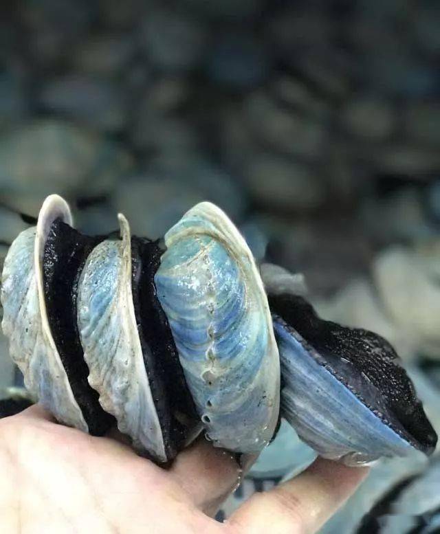 这才是吃鲍鱼的最高境界_杂色_品种_鲍属