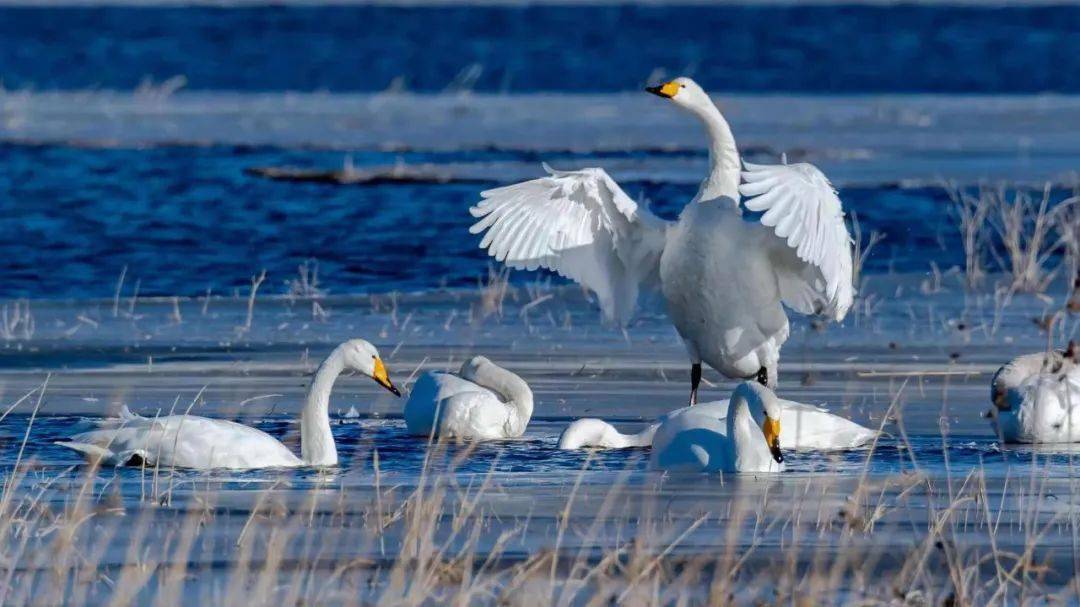 天鹅已至,河北的诗情画意只为等你_衡水_张海强_湿地
