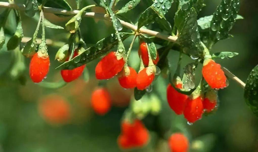 栽一盆枸杞_杨自强_作品_修剪