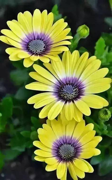 阳春三月鸟语花香