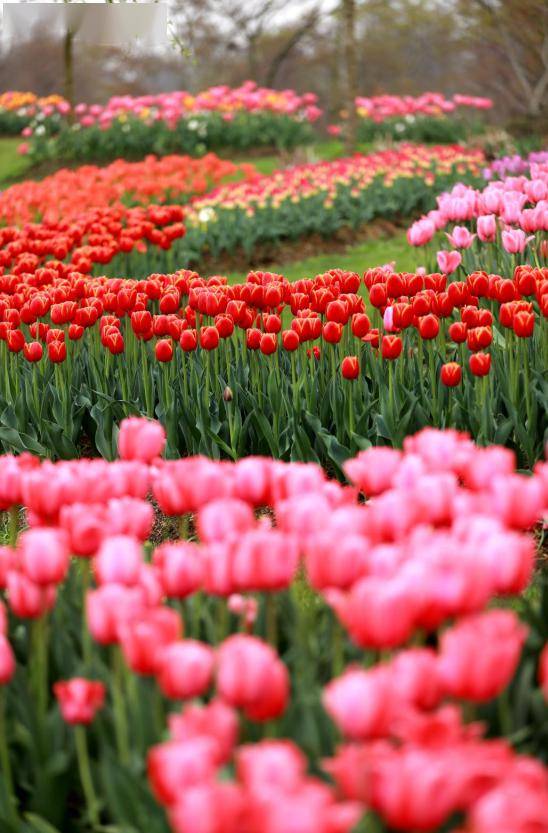三叶·梦华苑的郁金香花田早花品种就会开放预计3月10号左右陆陆续续