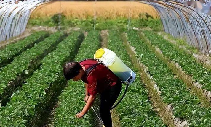 就像一个晴天霹雳,震惊了整个农业界,它不仅解决了戈壁滩上的除草难题