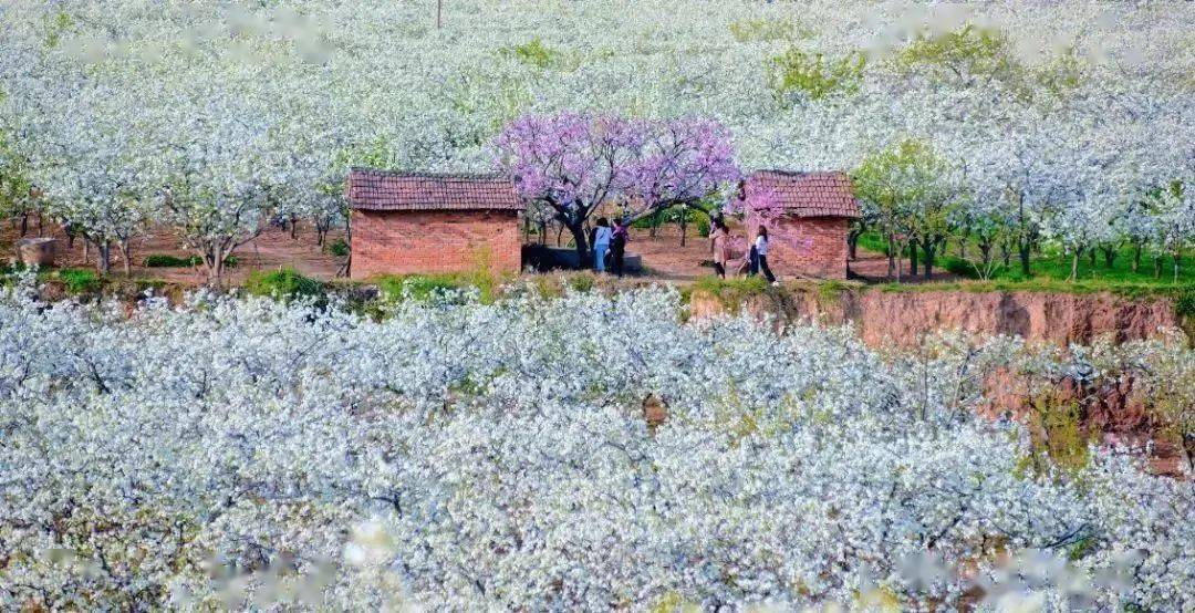 免费开放洛阳这些绝美花海快去打卡