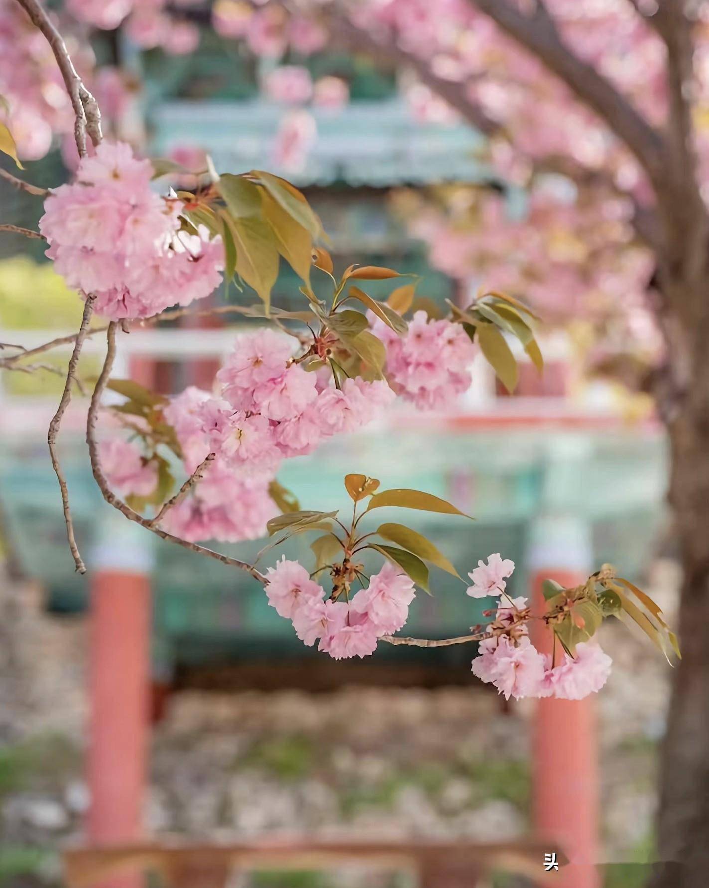樱花摄影技巧7个,手机拍樱花,很好看