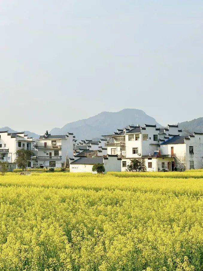 快看黄山这些地方的油菜花开了646464