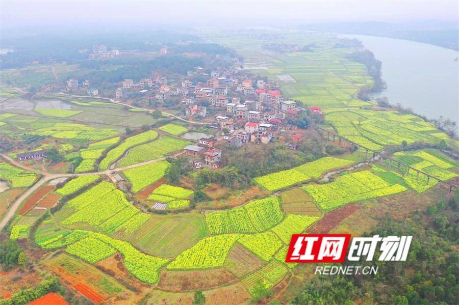 湖南道县:油菜花开 乡村和美_永州_游客_建设