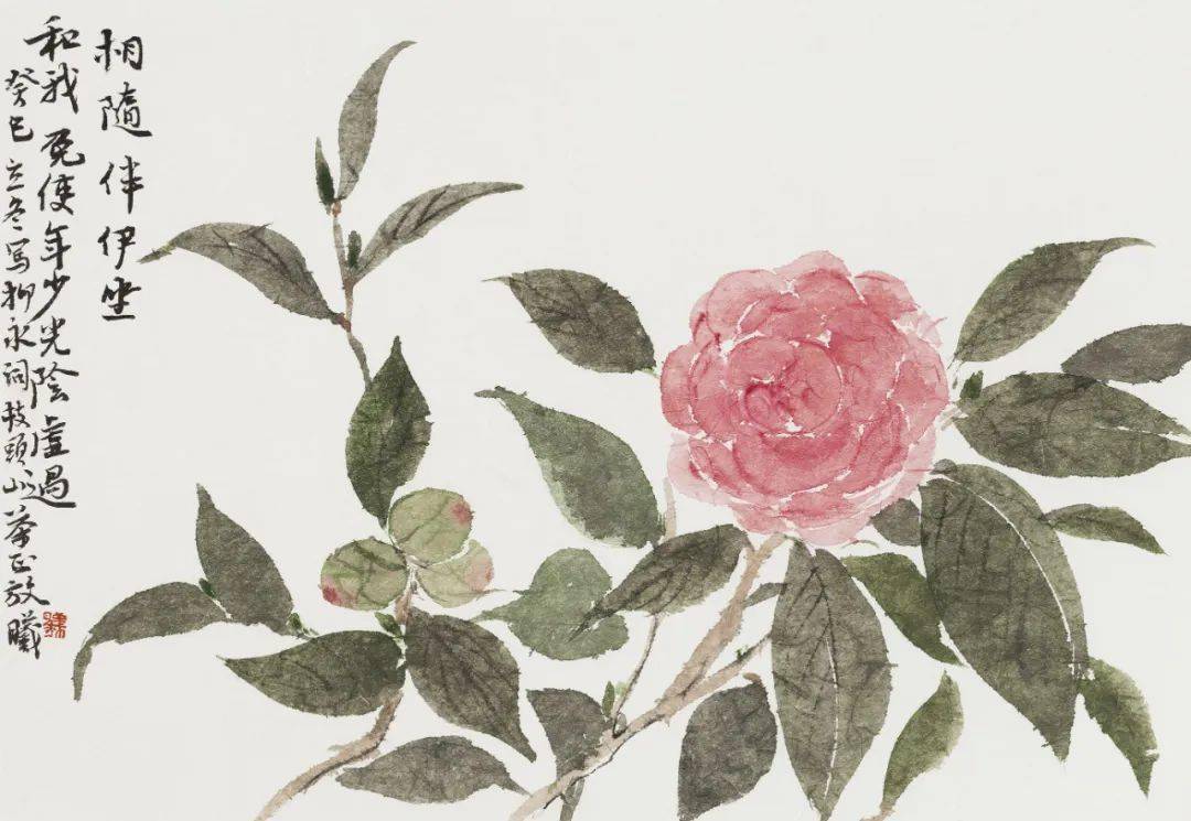 林曦的画 | 共赏山茶,良辰久长_花朵_先生_重庆人