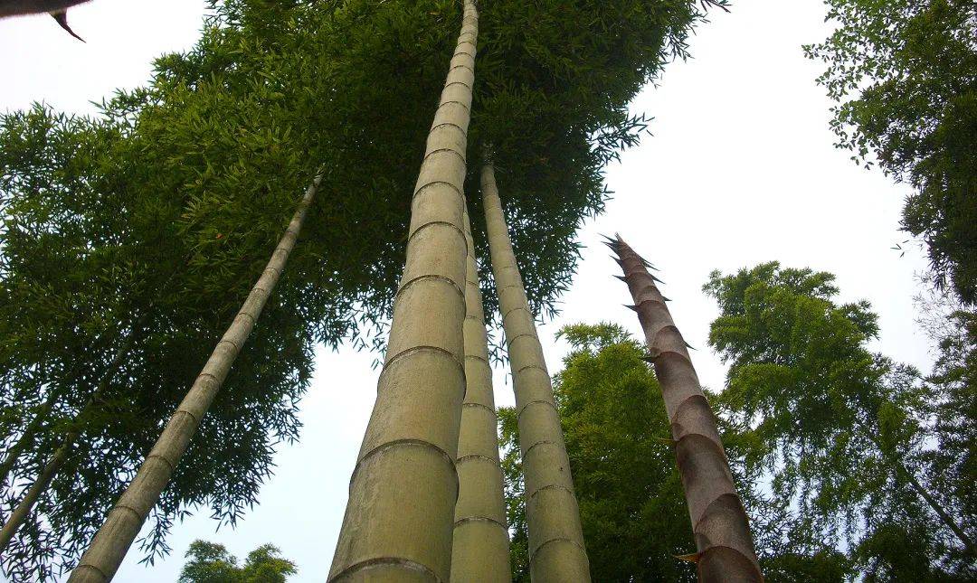 【生态鄱阳湖 绿色农产品】品牌故事——宜丰竹笋:蓄