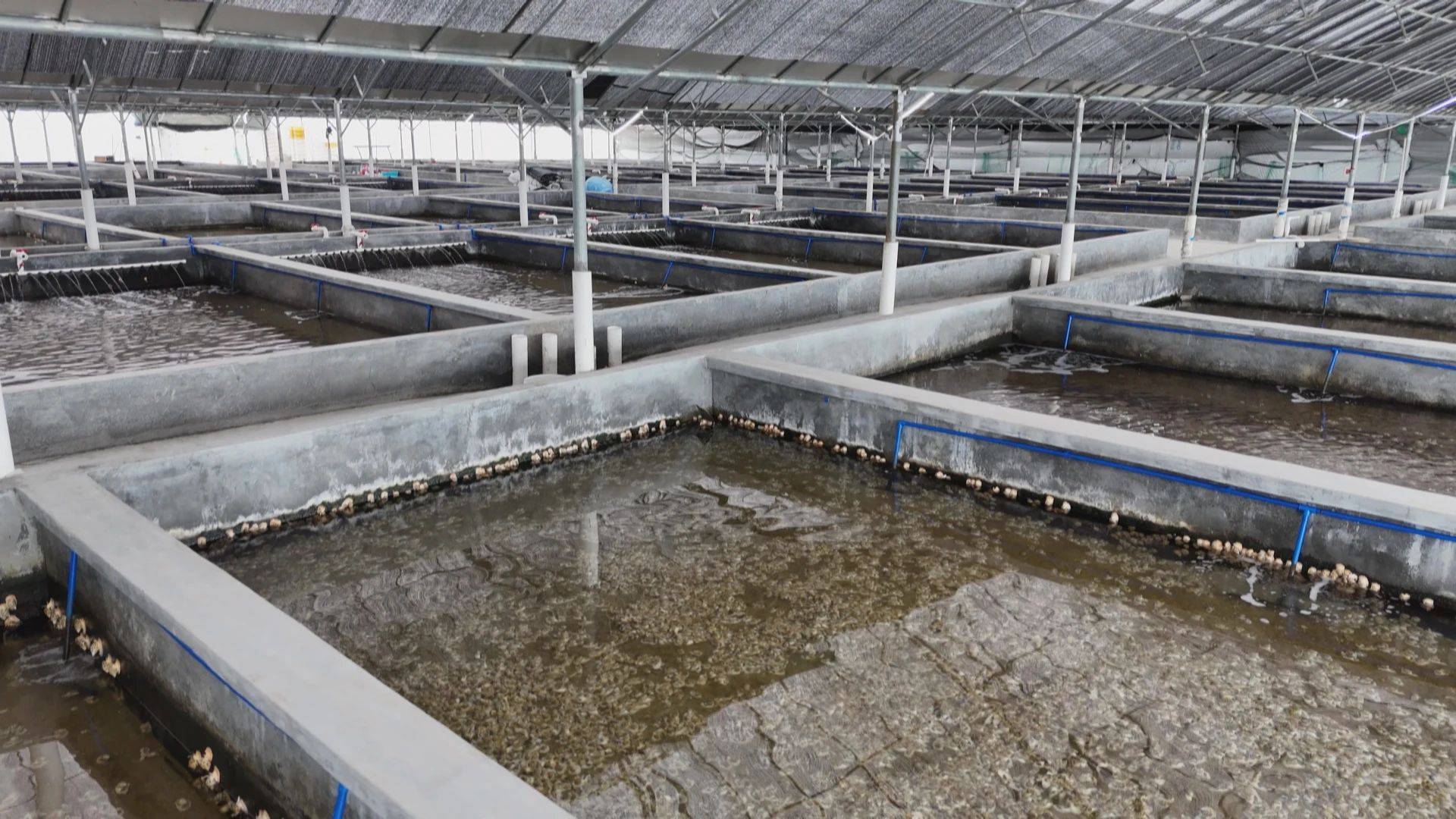阳江这个地方的东风螺成水产养殖"新贵"_市场_水质_产值