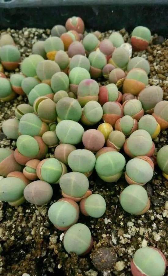 留碟玉鹿角海棠碧玉莲碧玉环不夜城樱桃红爪雪爪原始绿爪黑爪约瑟琳