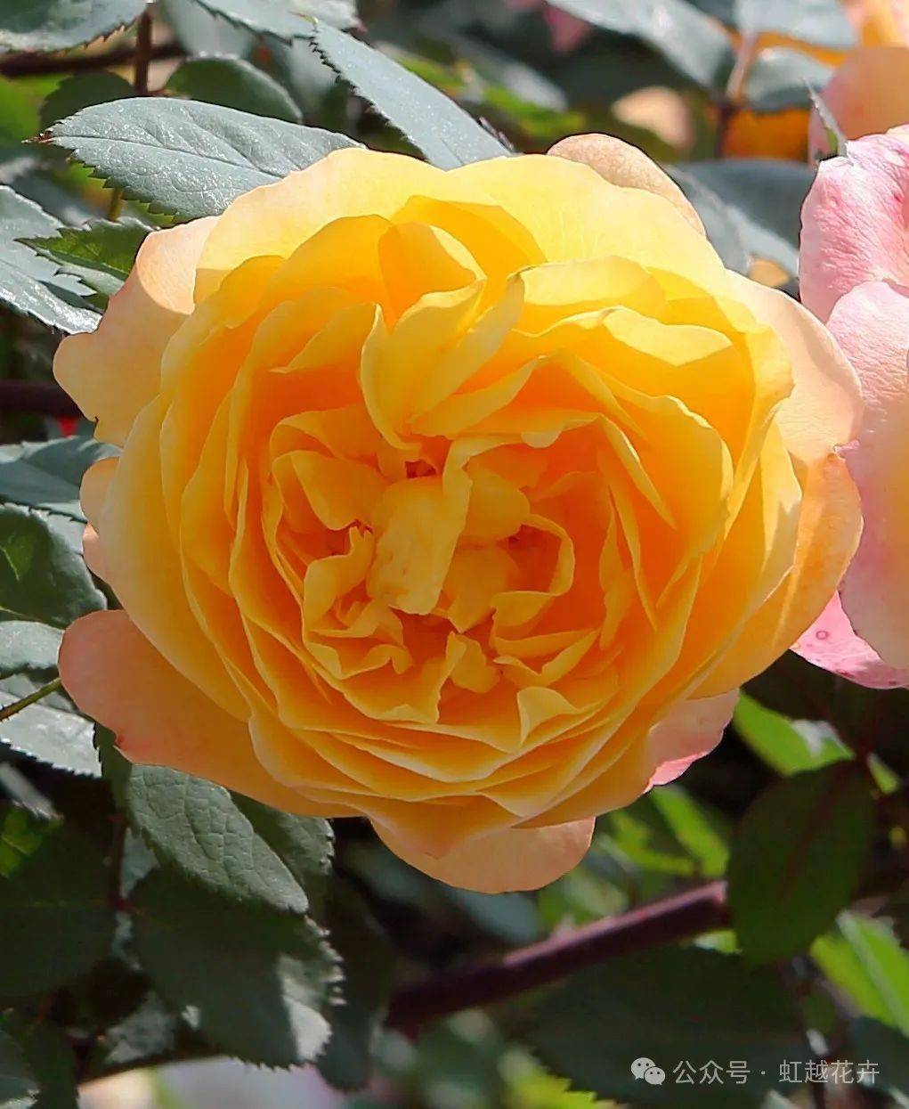 绝美爆花新品种,种一棵盈香满怀～_怀香_艾玛·汉密尔顿_月季