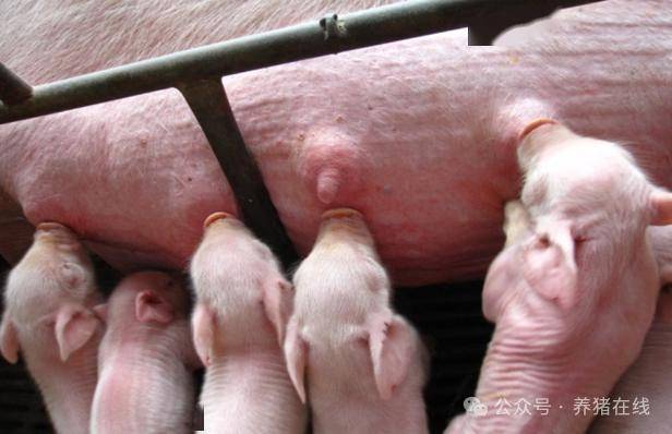 养猪人告诉你,仔猪腹泻怎么办_肠道_功能_作用