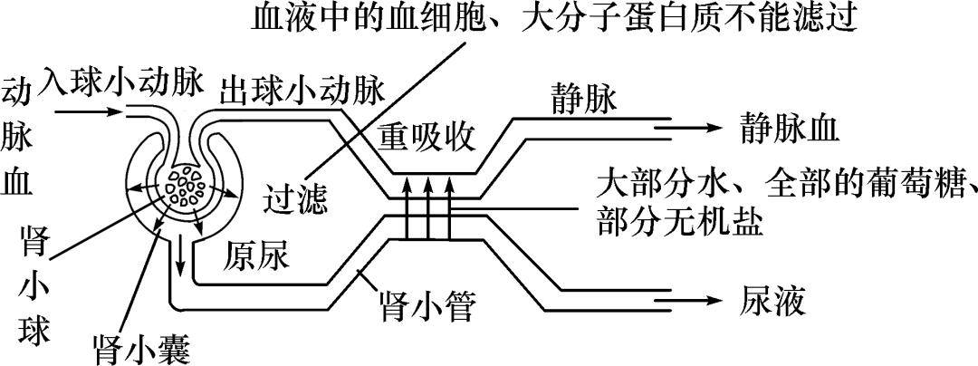 内分泌系统知识框架图图片