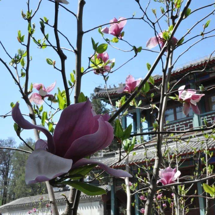 女神们,古莲花池免门票啦~_保定_游客_假山