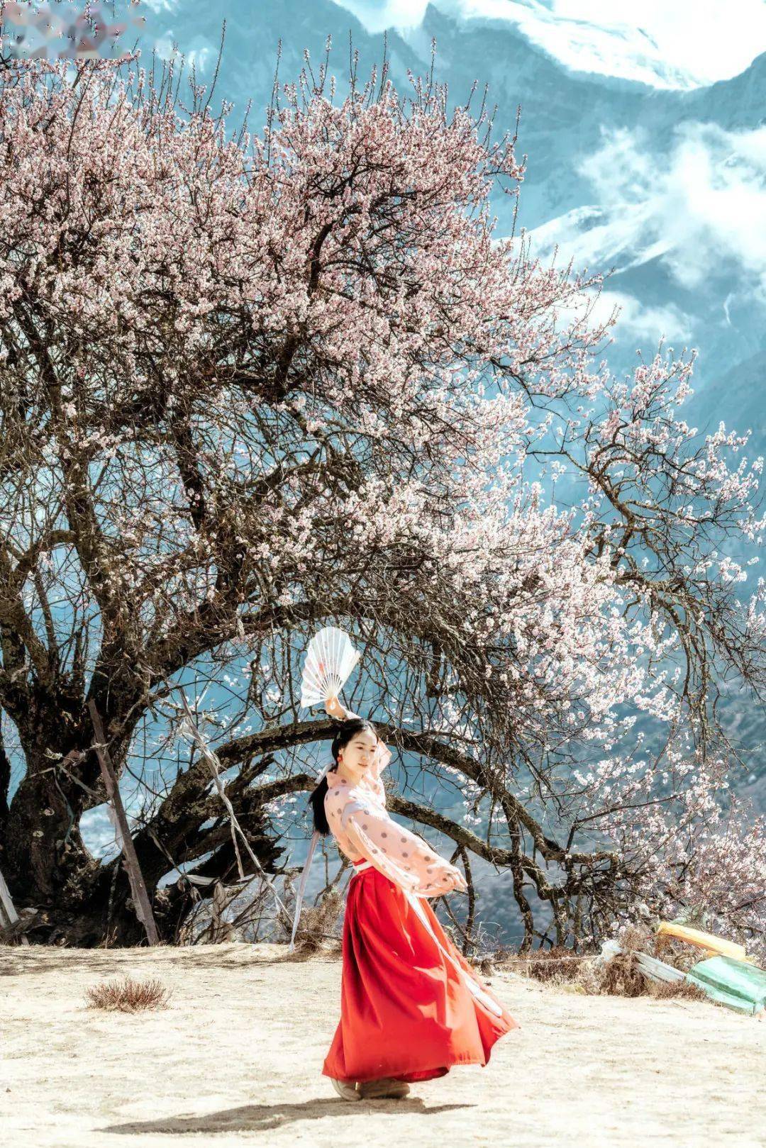 杏花_油菜花_林芝