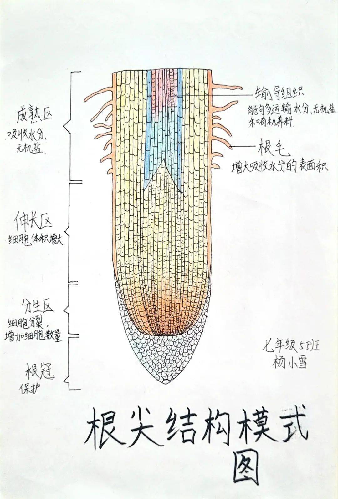 如:光学显微镜,根尖的结构,叶片的结构等.2