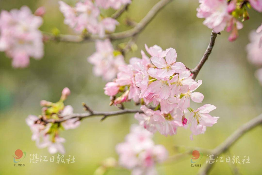 安排湛江限定版春日赏花地图来了