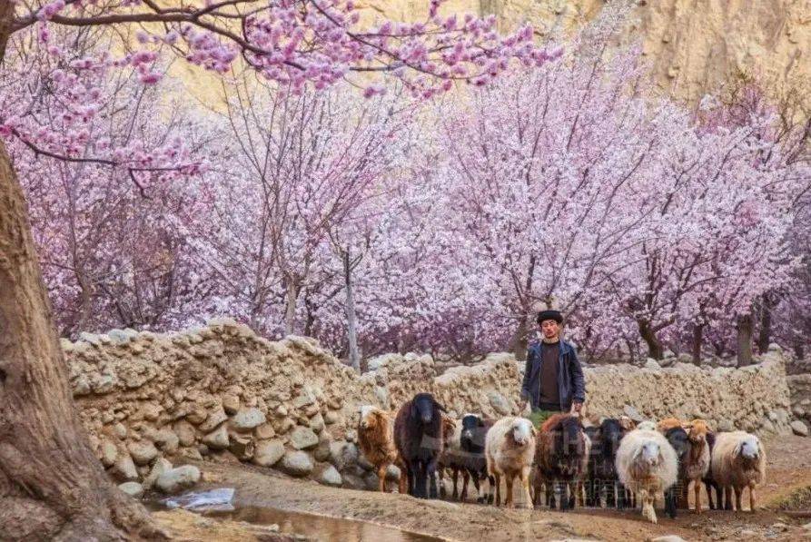 正是新疆这片土地上最原始的部落,一辈子居于高山深谷,隔绝世事不问