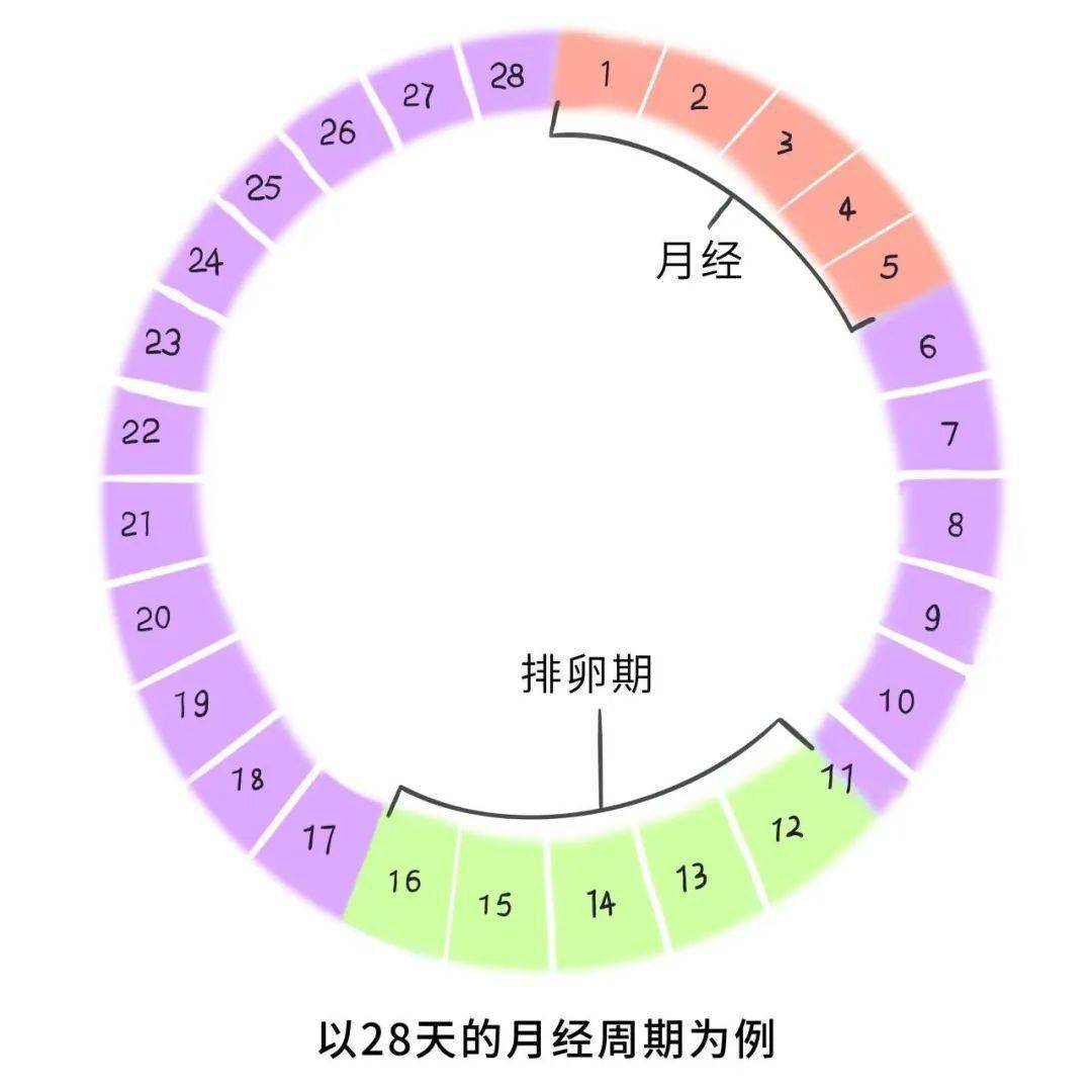 月经周期怎么算图片