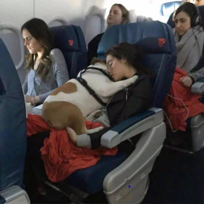 带狗子坐了趟飞机，结果狗秃了…哈哈哈哈哈这也太热情了！