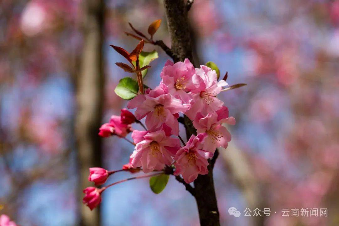 行摄云南樱花海棠齐绽放圆通花潮引游人