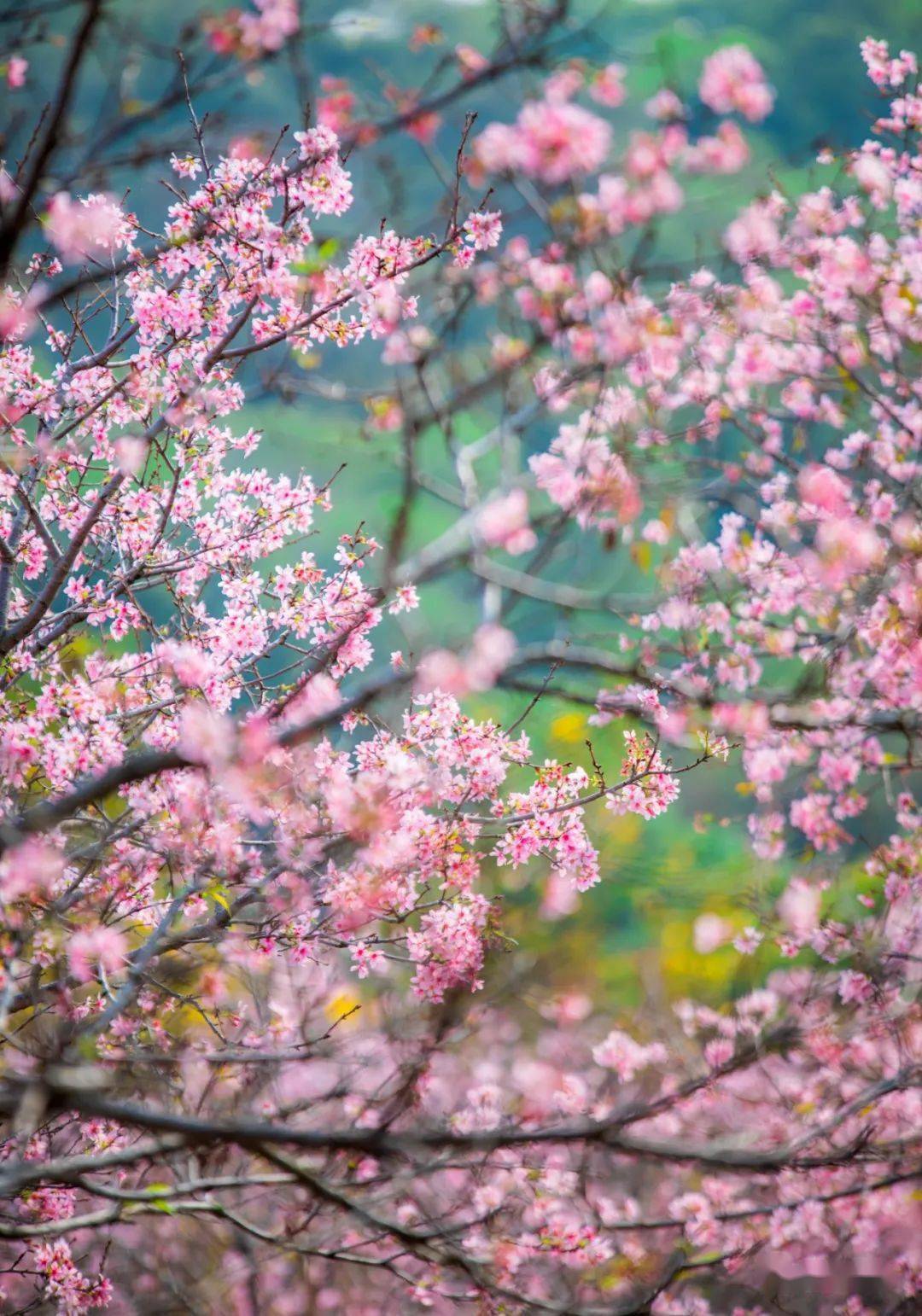 樱花的介绍花瓣图片