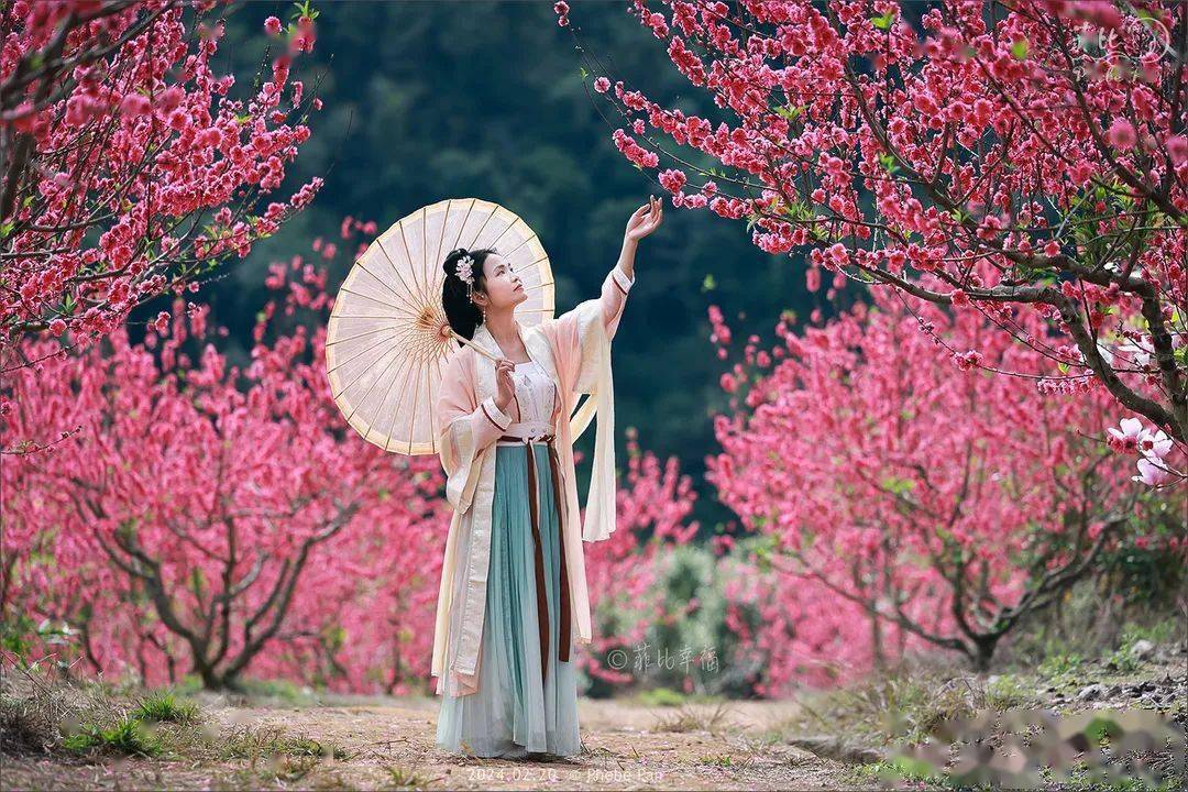 可以轻松和樱花同框,这里的桃树不会很高,沿途饱览娇艳桃花,清新玉兰