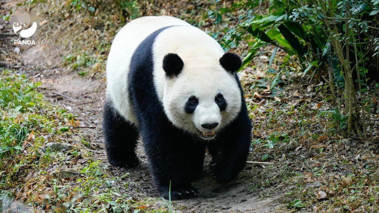 胖达奉上无水印版大熊猫高清电脑壁纸(请旋转手机查看)