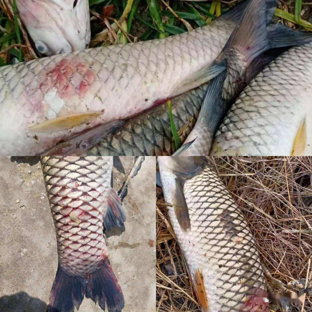 水霉死了2000多斤草鱼啥药都治不住怎么办近期烂身水霉死鱼多发试试这