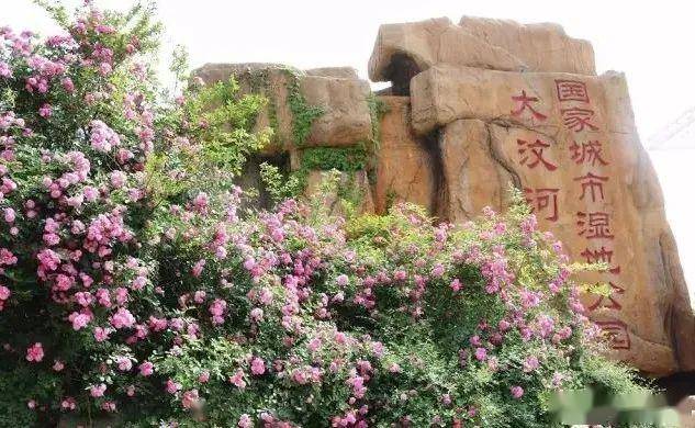 赏 花 期:4月中上旬-6月推荐地点:大汶河国家城市湿地公园,青云湖游